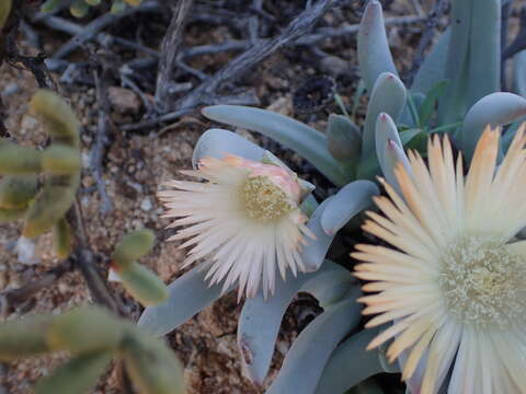 صورة Cheiridopsis denticulata (Haw.) N. E. Br.