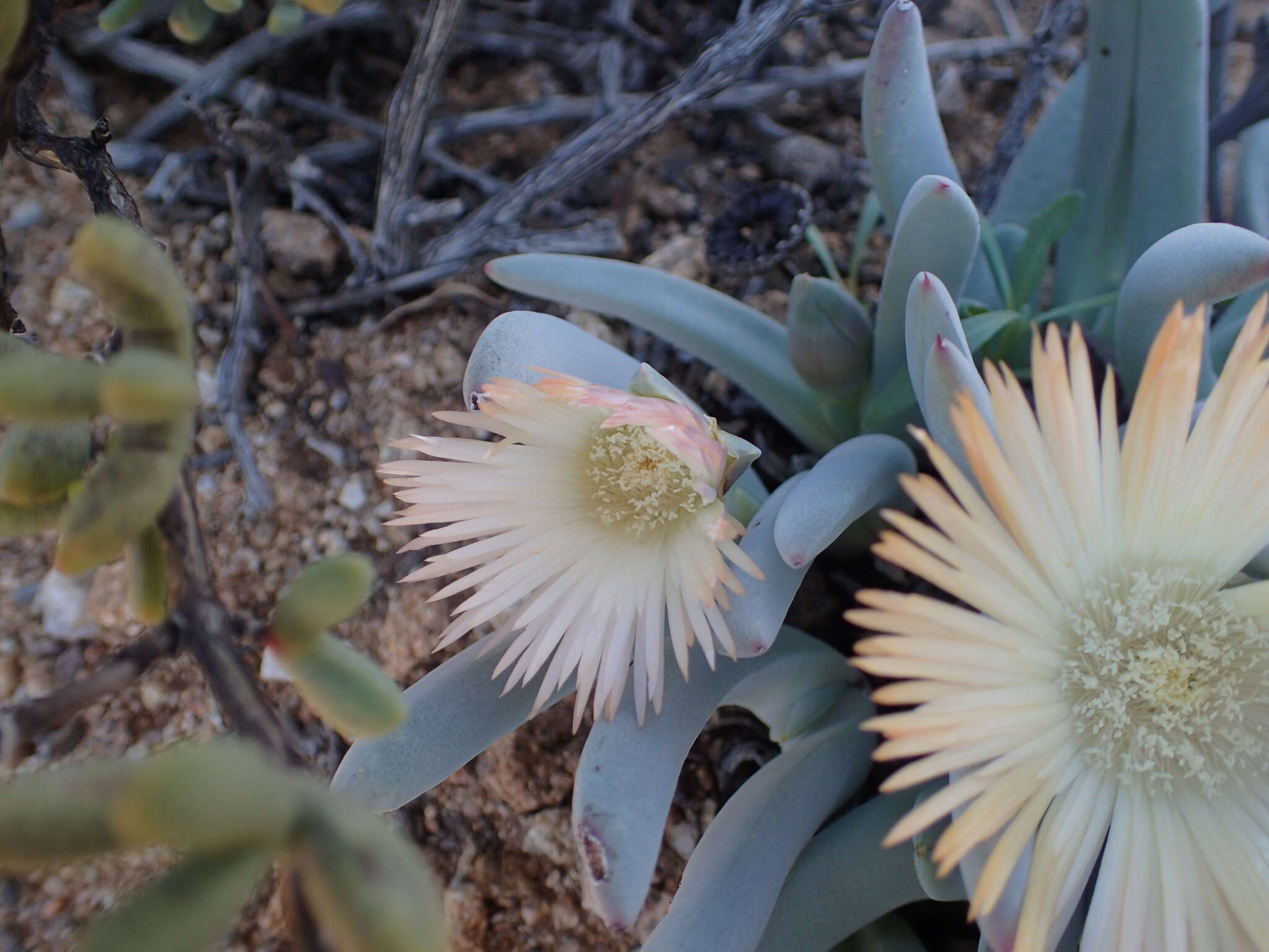 Plancia ëd Cheiridopsis denticulata (Haw.) N. E. Br.