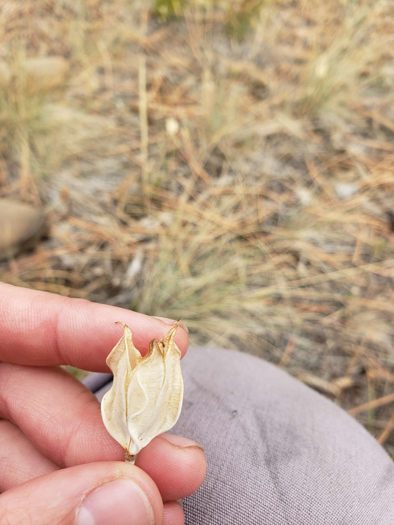 Image of broad-fruit mariposa-lily