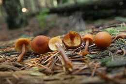 Image of Gymnopilus picreus (Pers.) P. Karst. 1879