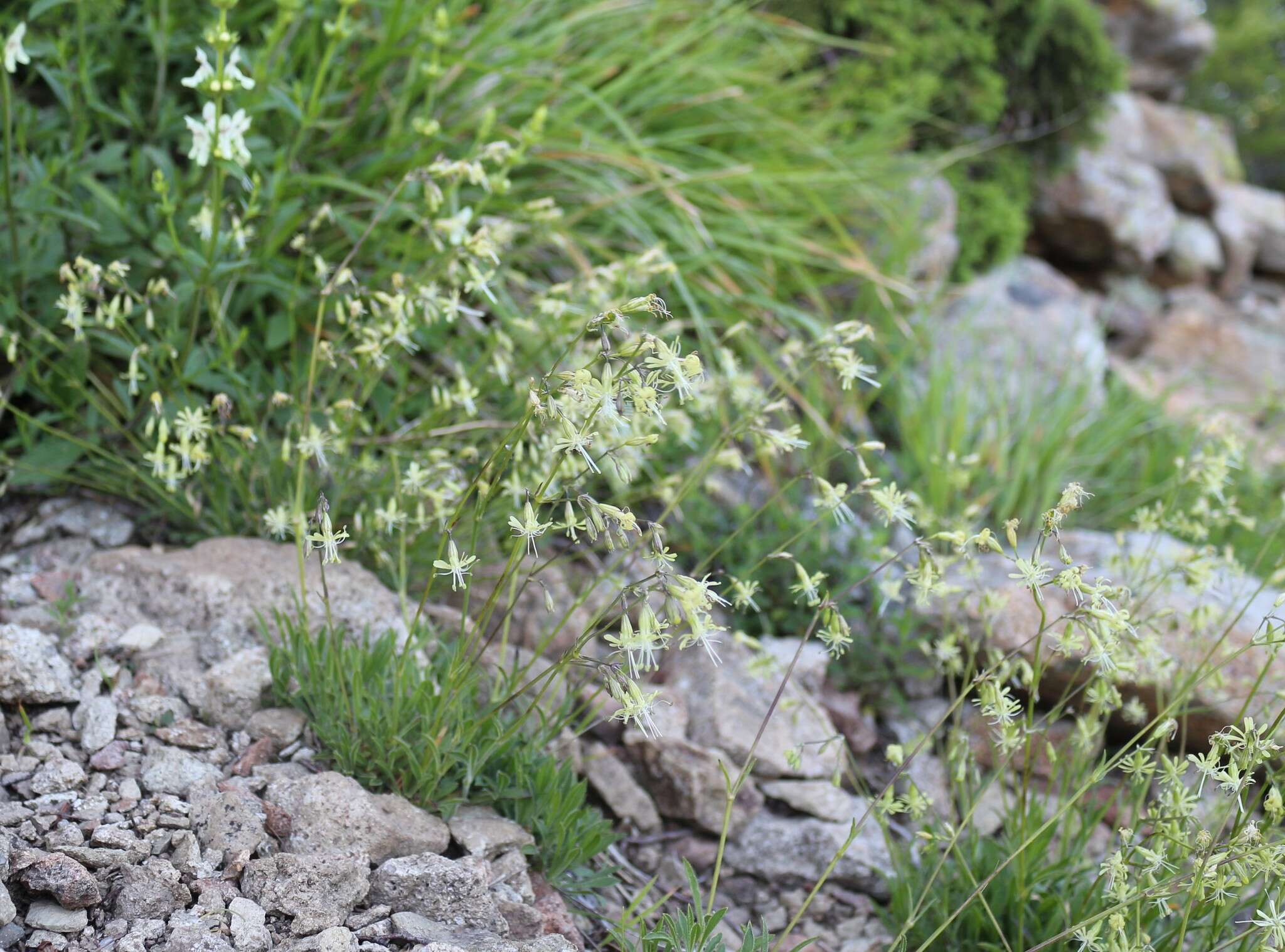 Image de Silene saxatilis Sims