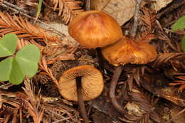 Image of Gymnopilus picreus (Pers.) P. Karst. 1879