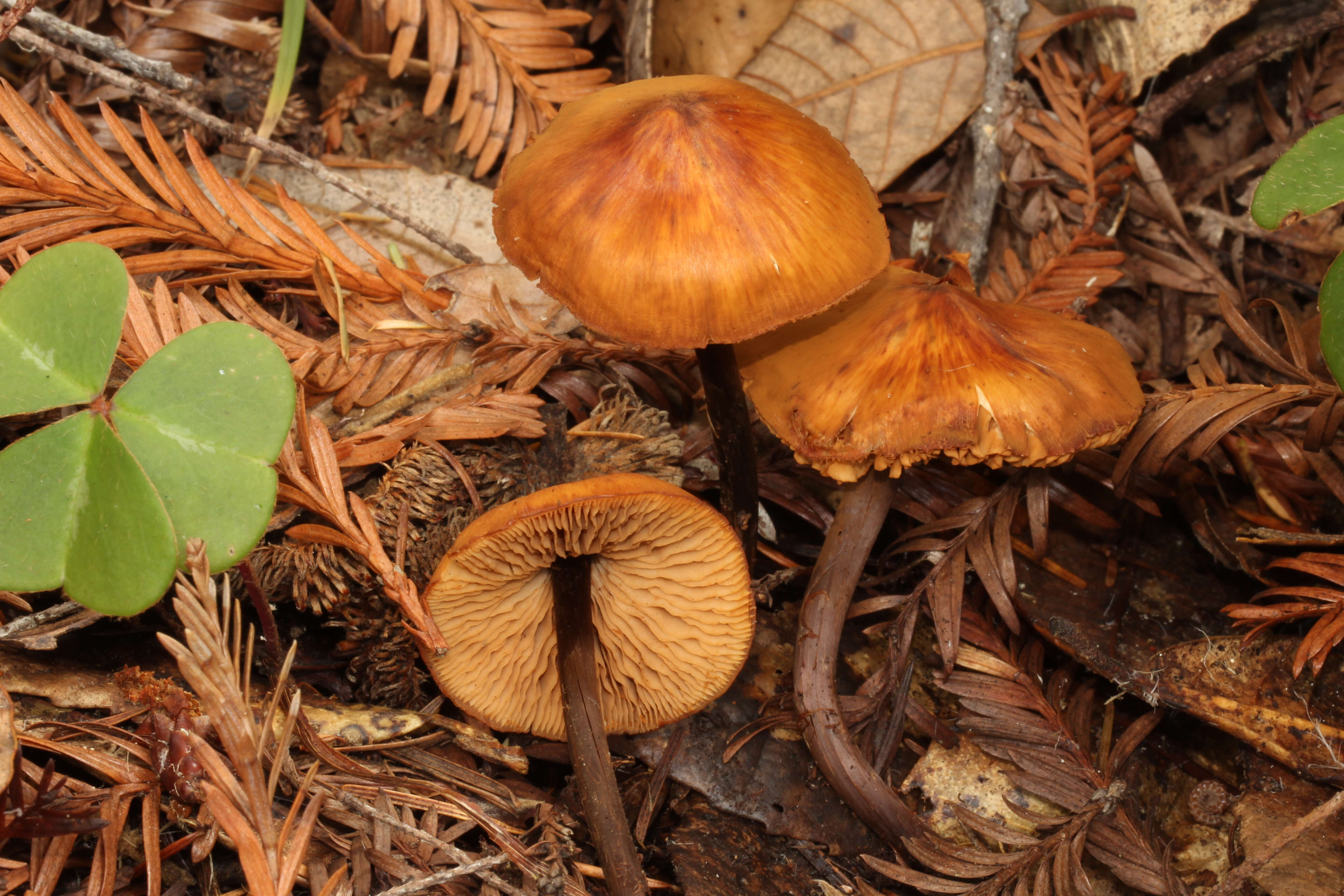 Image of Gymnopilus picreus (Pers.) P. Karst. 1879