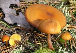 Gymnopilus picreus (Pers.) P. Karst. 1879 resmi