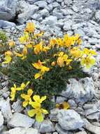 Imagem de Papaver aurantiacum Loisel.