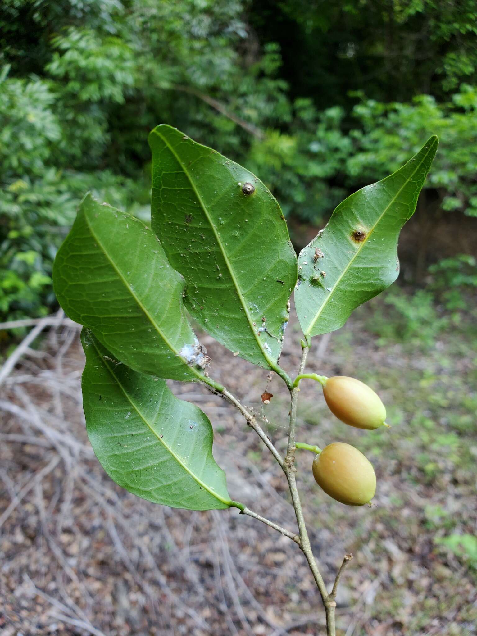 Слика од Streblus dimepate (Bur.) C. C. Berg