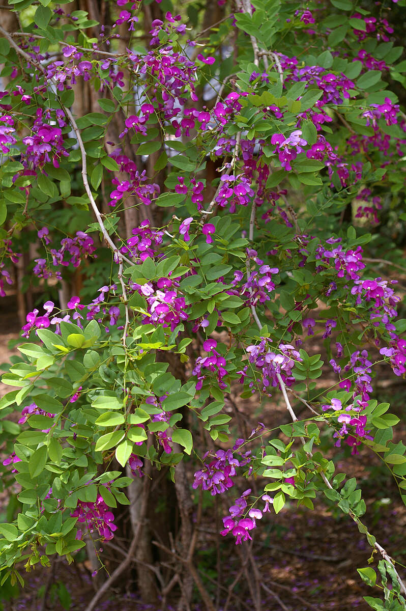 Image of Millettia usaramensis Taub.