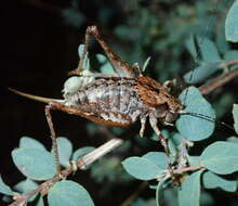 Image of Neduba castanea (Scudder & S. H. 1899)