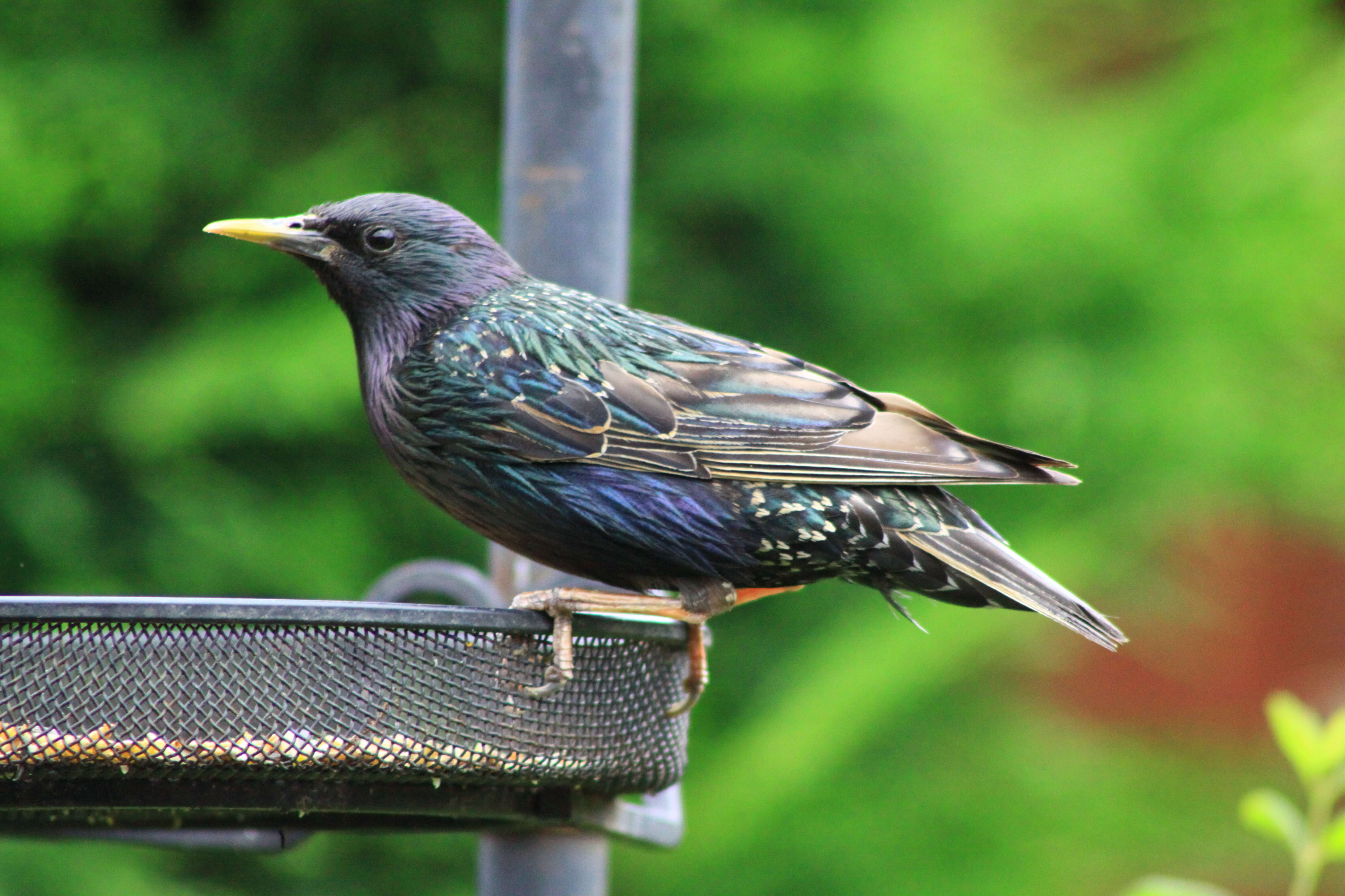 Image of Sturnus Linnaeus 1758