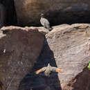 Image of Chestnut-quilled Rock Pigeon