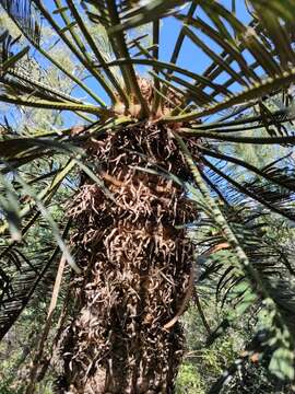 Слика од Cycas ophiolitica K. D. Hill