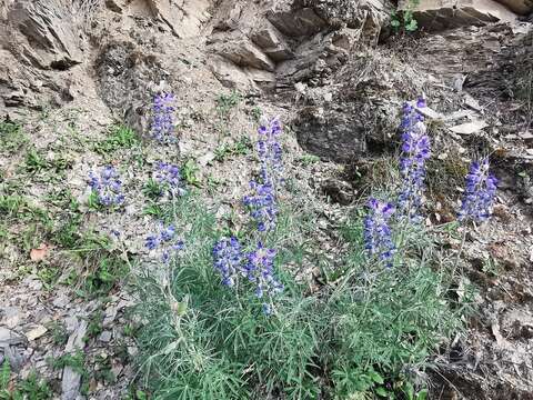 Image of <i>Lupinus potosinus</i>