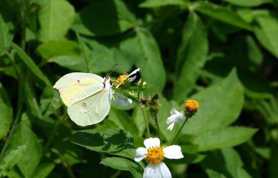 Image of Gonepteryx amintha formosana