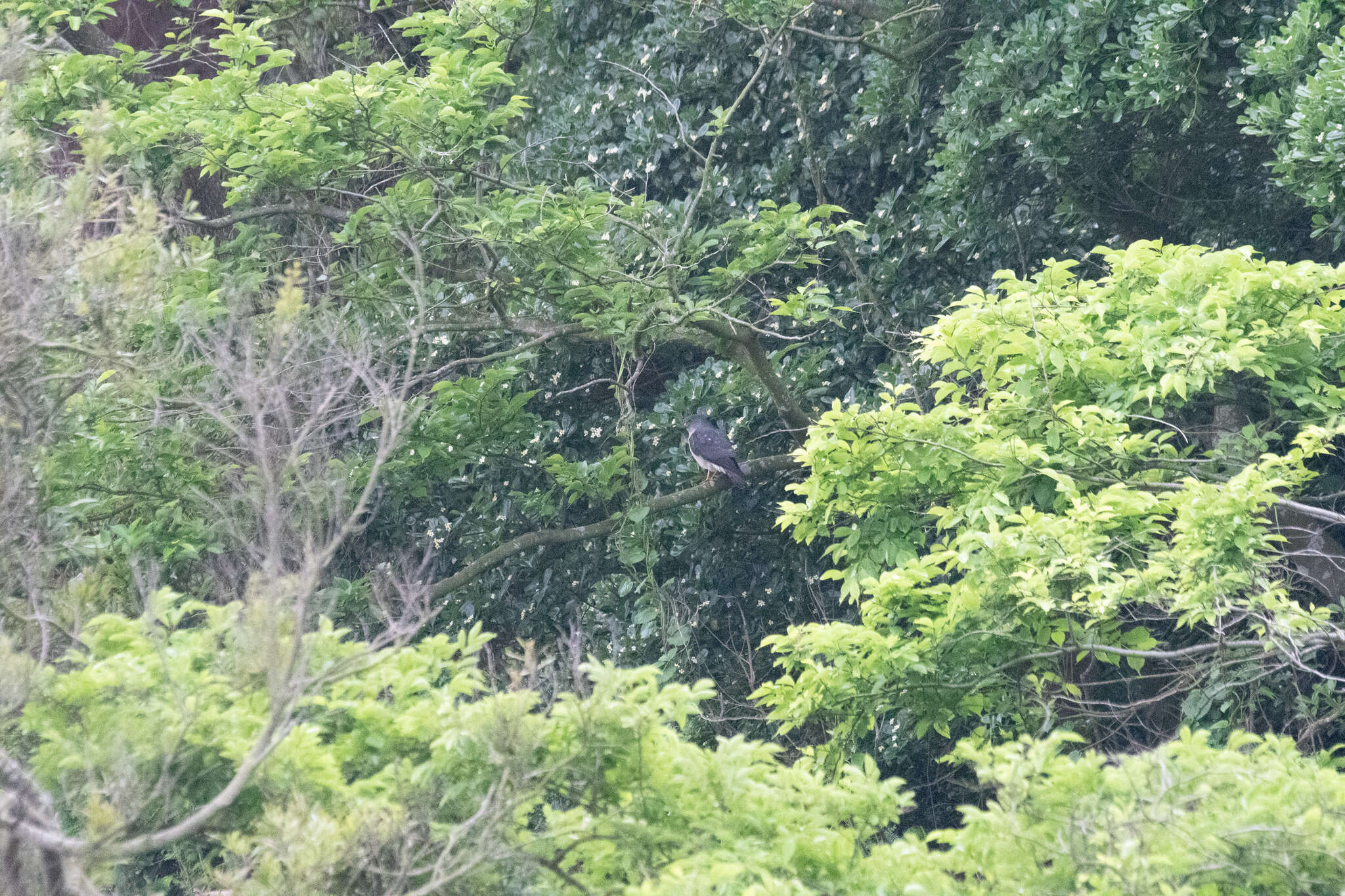 Image of Chinese Sparrowhawk