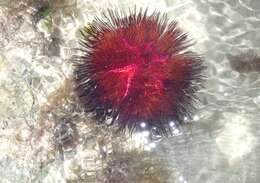 Image of Blue-Spotted Sea Urchin