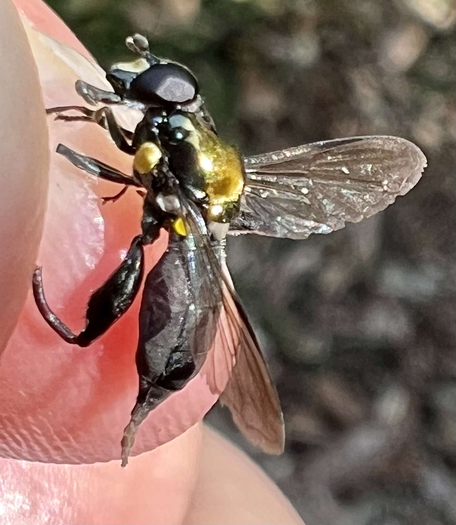 Image of Chalcosyrphus pleuralis (Kertesz 1901)