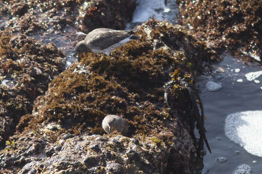 Image of Surfbird