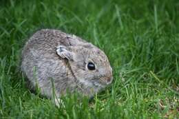 Image of pygmy rabbit