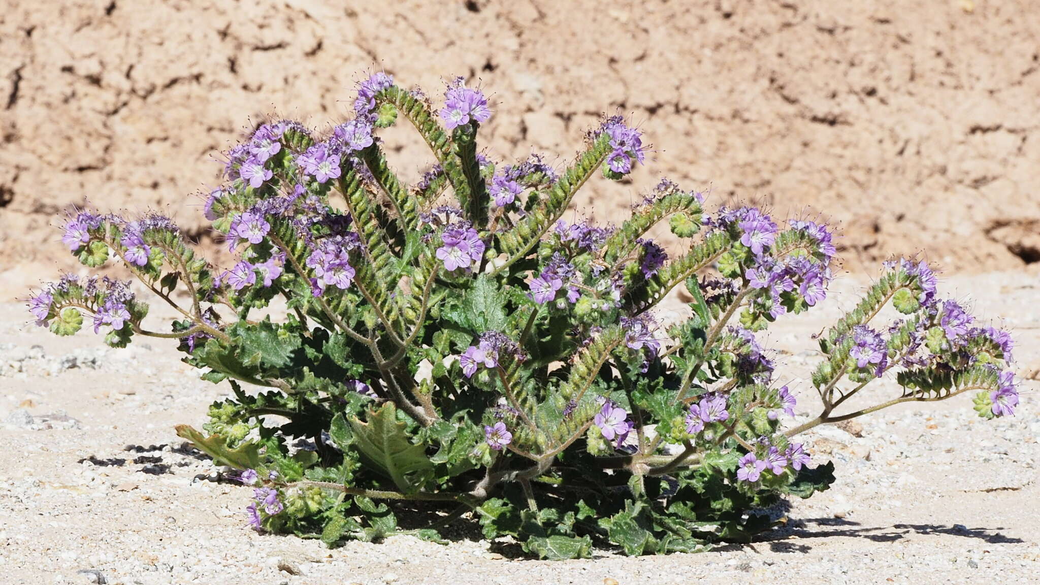 Phacelia crenulata var. ambigua (M. E. Jones) J. F. Macbr.的圖片