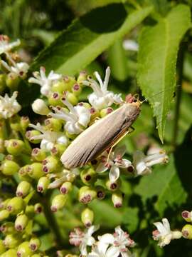 Image of common footman