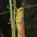 Image of Leather-colored Bird Grasshopper