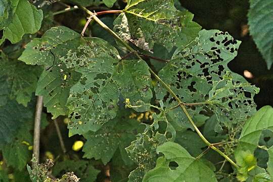 Image of Viburnum leaf beetle