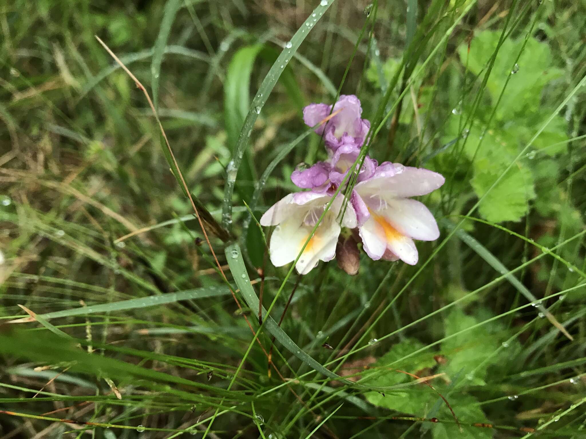 Image of Freesia leichtlinii subsp. alba (G. L. Mey.) J. C. Manning & Goldblatt