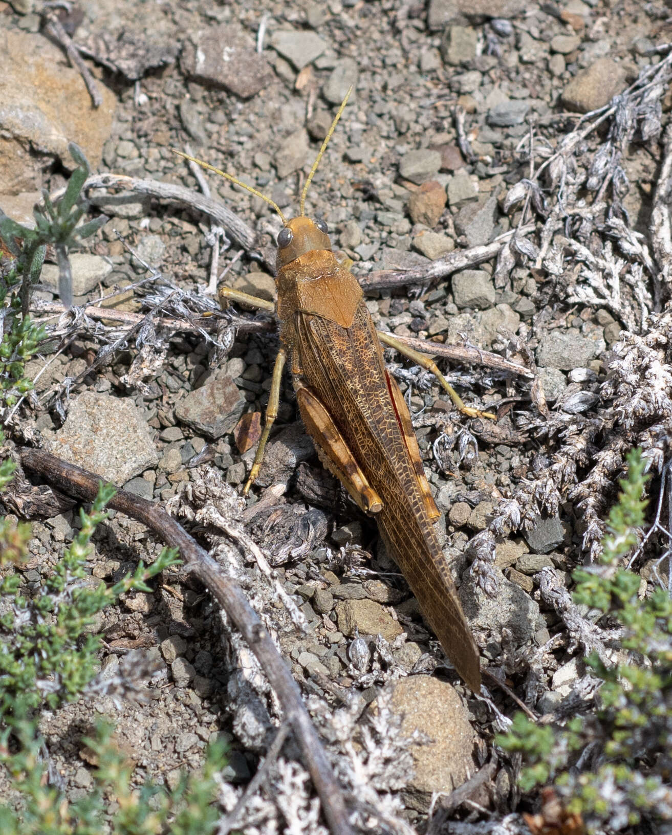 Bryodema gebleri (Fischer von Waldheim 1836)的圖片