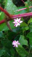 Persicaria senticosa (Meisn.) H. Gross的圖片