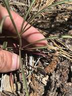 Sivun Penstemon labrosus (A. Gray) Mast. ex Hook. fil. kuva