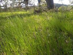 Image of Geyer's oniongrass