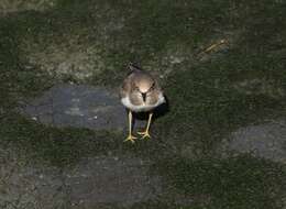 Image of Charadrius dubius curonicus Gmelin & JF 1789