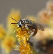 صورة Halictus concinnus Brullé 1840