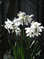 Image of paperwhite narcissus