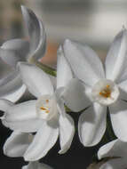 Image of paperwhite narcissus