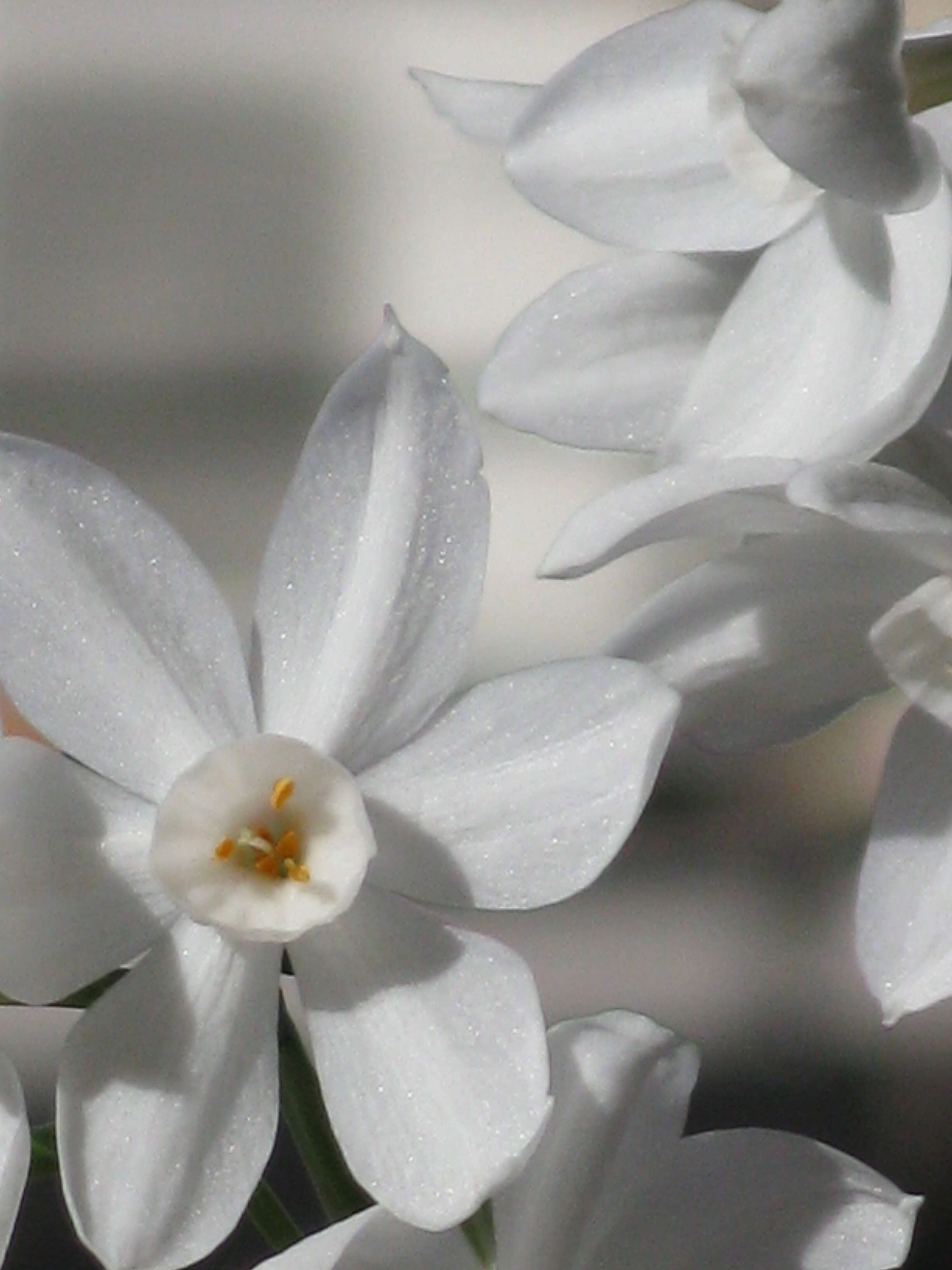 Image of paperwhite narcissus