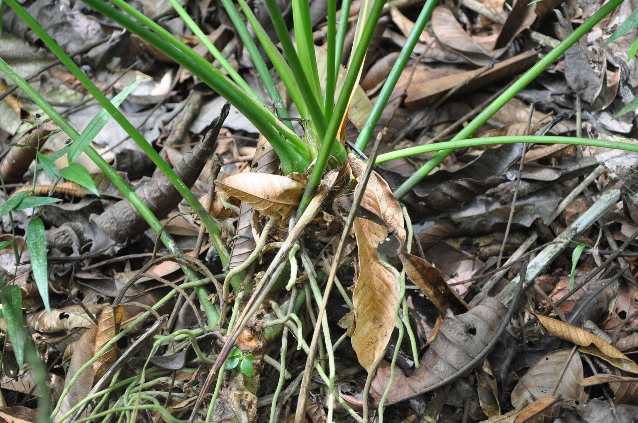 Image of Anthurium testaceum Croat & R. A. Baker