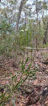 Image of Conospermum longifolium subsp. angustifolium (Meissn.) L. A. S. Johnson & Gillivray