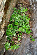 Image of Asplenium pauperequitum Brownsey & P. J. Jacks.