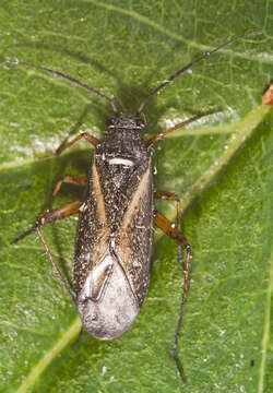 Image of Orthocephalus vittipennis (Herrich-Schaeffer 1835)