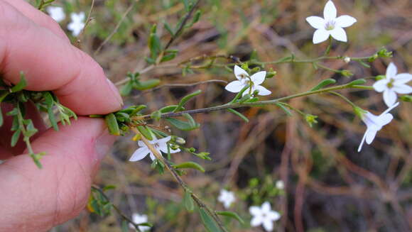 Image of Cyphanthera racemosa (F. Müll.) L. Haegi