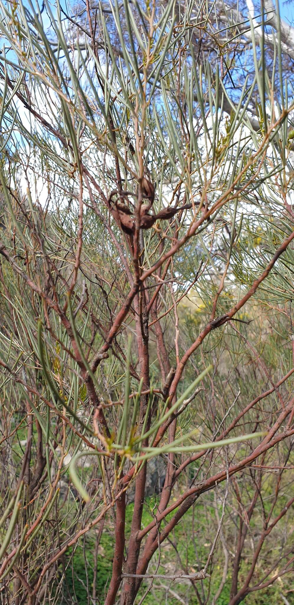 Image of broom wattle