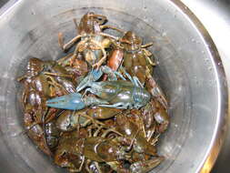 Image of Broad-clawed Crayfish