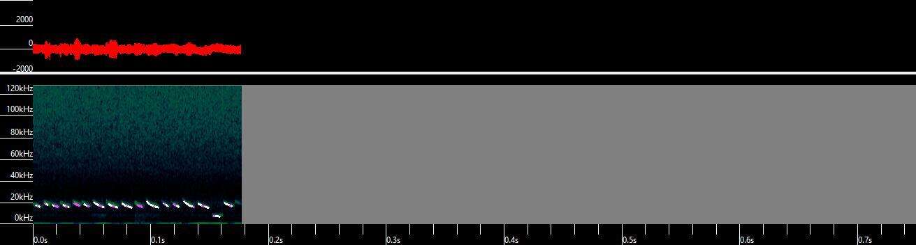 Image of Big Free-tailed Bat