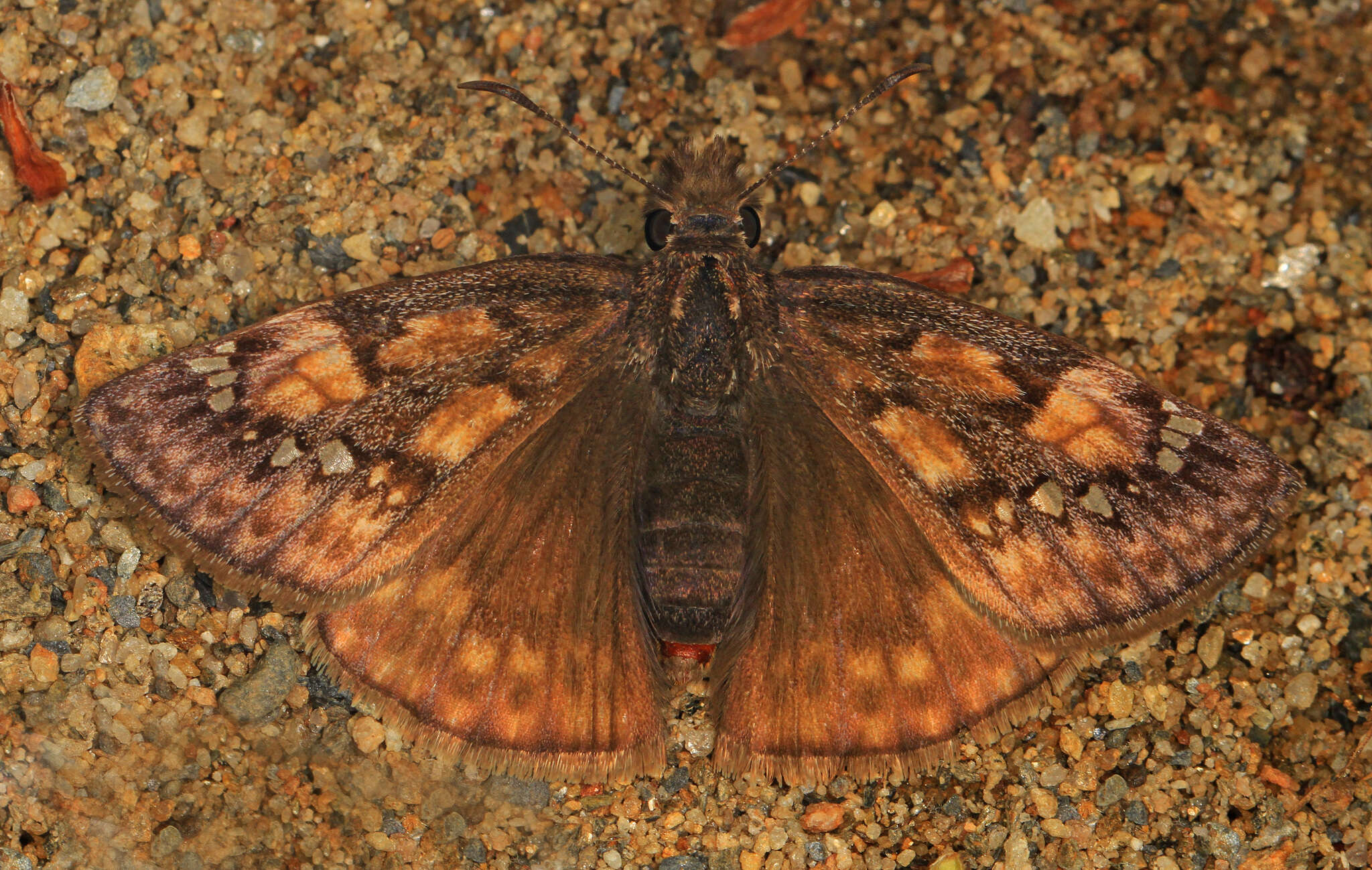 Image of Wild Indigo Duskywing