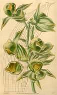 Image of catasetum