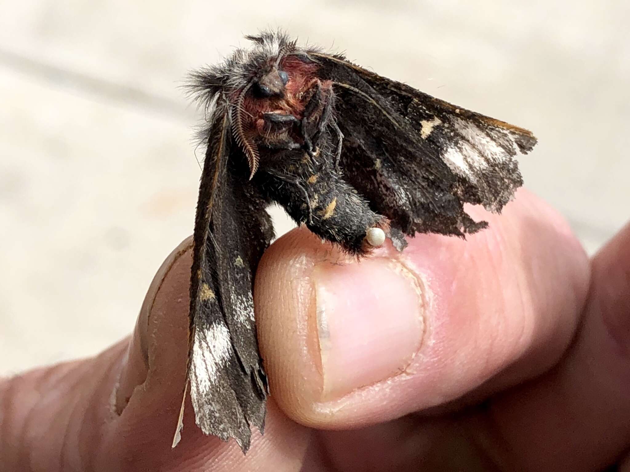 Image of Juno Buck Moth
