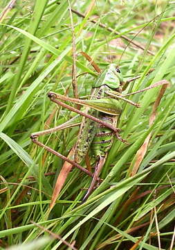 Image of Wart-biter cricket