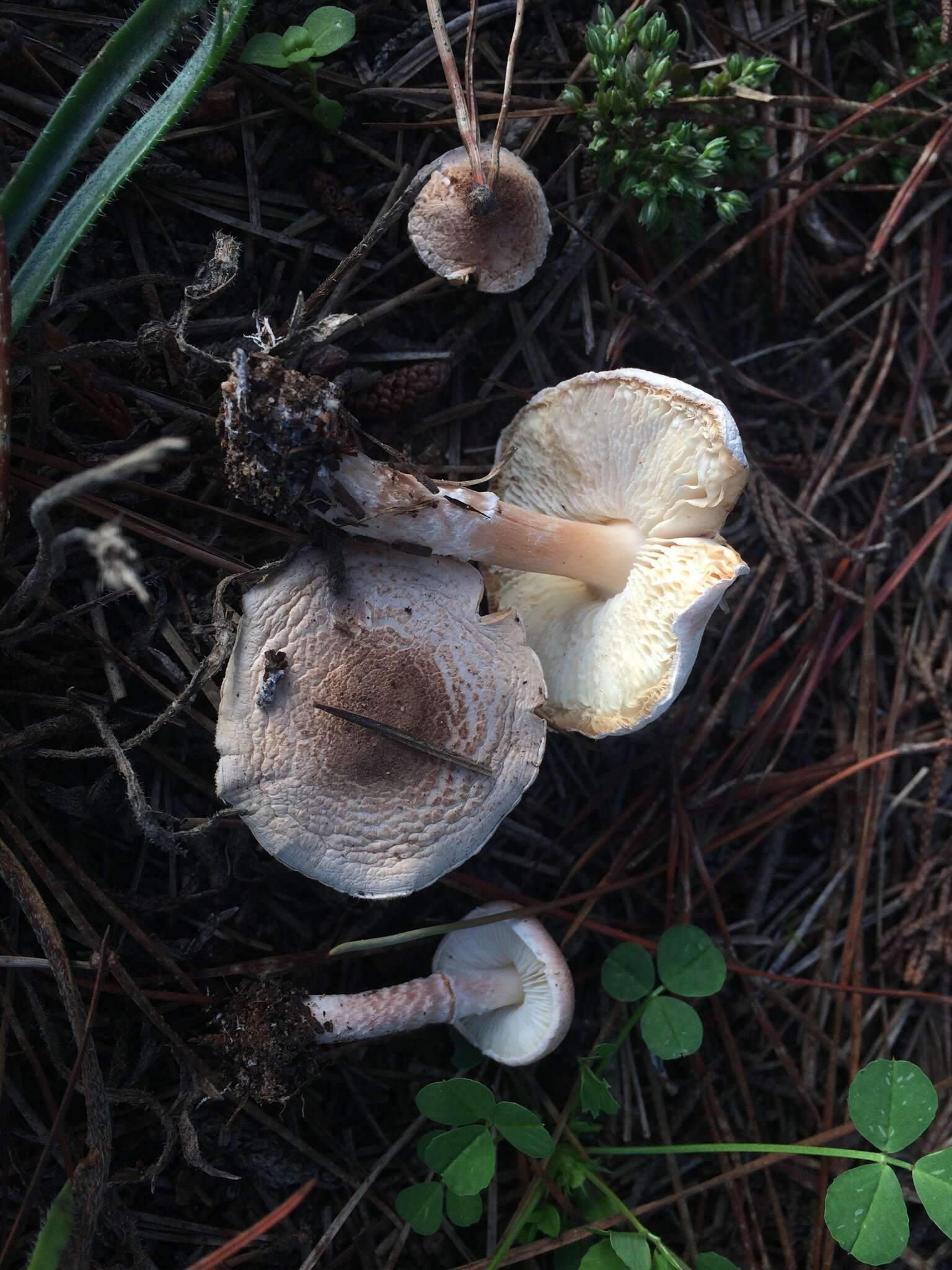 Image of Lepiota subincarnata J. E. Lange 1940