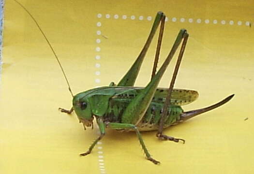 Image of Wart-biter cricket